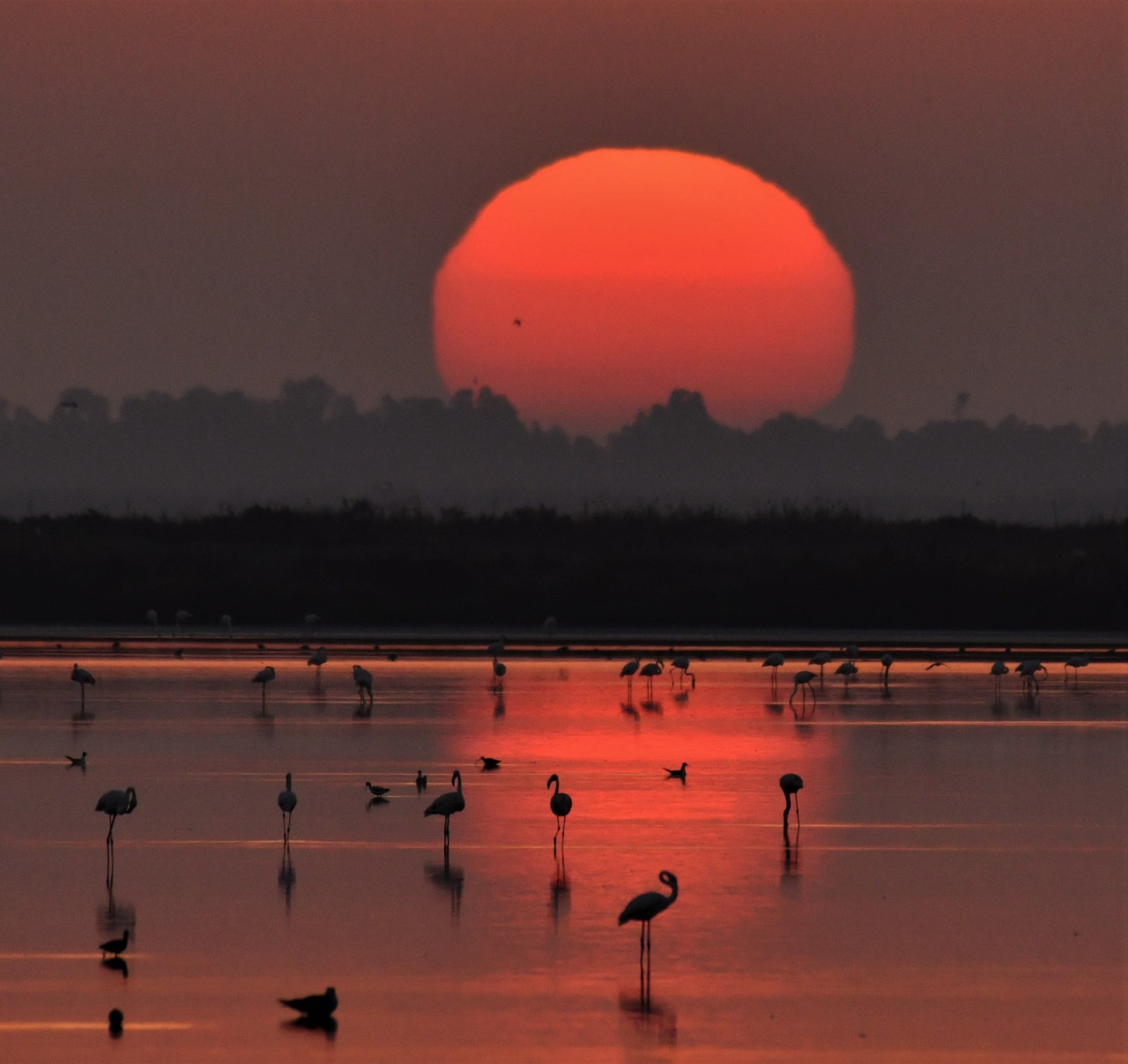 Parque Nacional Doñana. Foto: X.