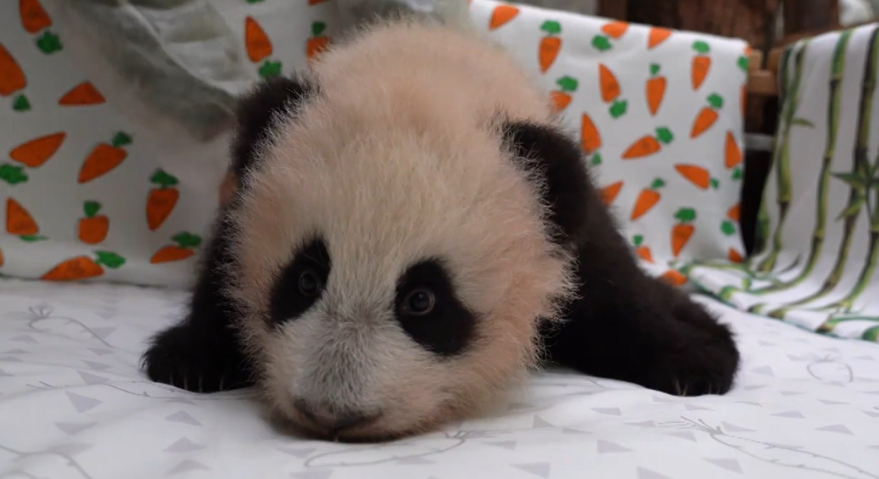 El oso panda bebé crece muy bien. Foto: captura video Viory/canal Telegram de Svetlana Akulova @ svetlanaakulova1