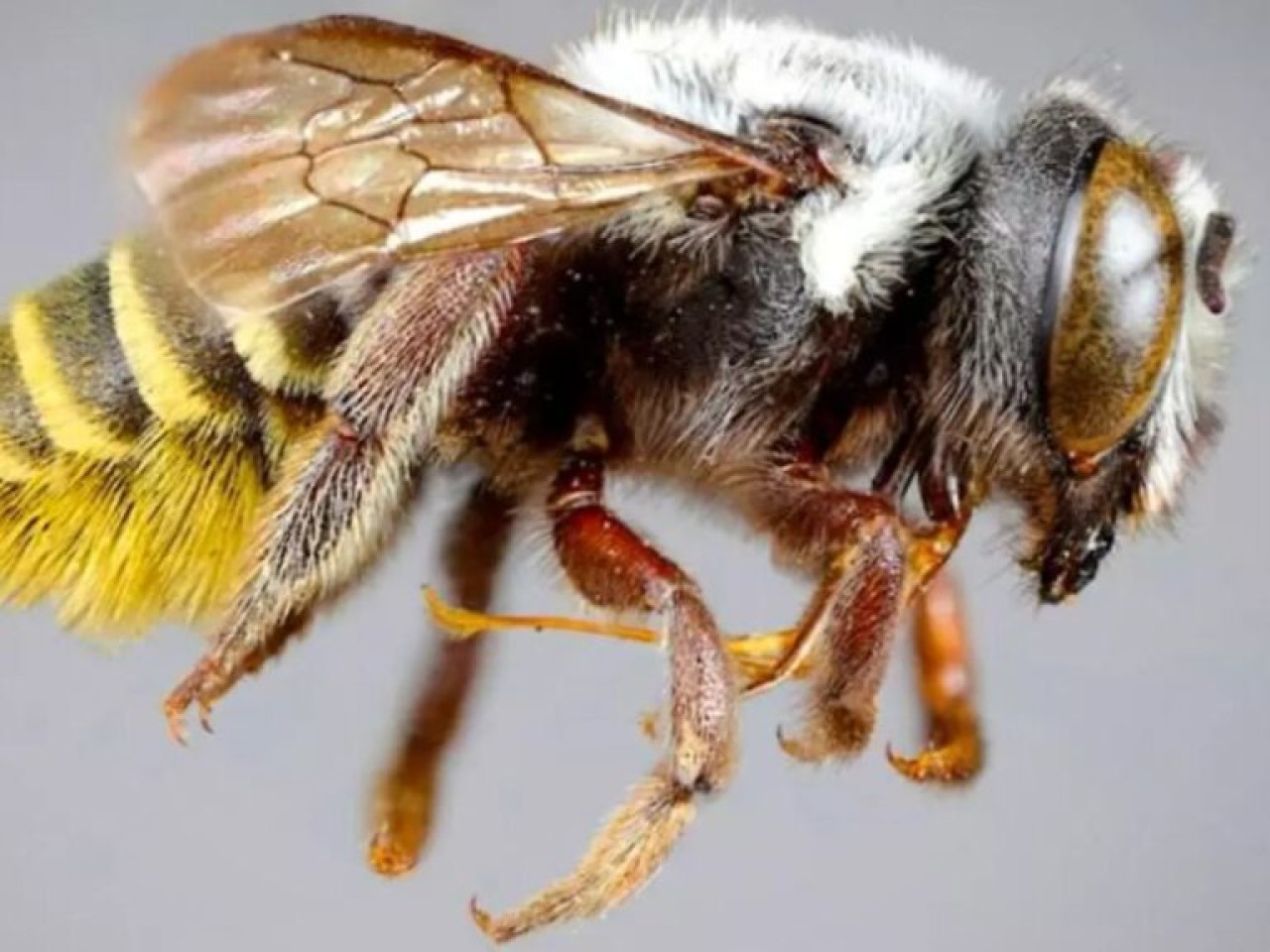 Se hallaron cuatro nuevas especies de abejas. Foto: Revista del Museo Argentino de Ciencias Naturales.