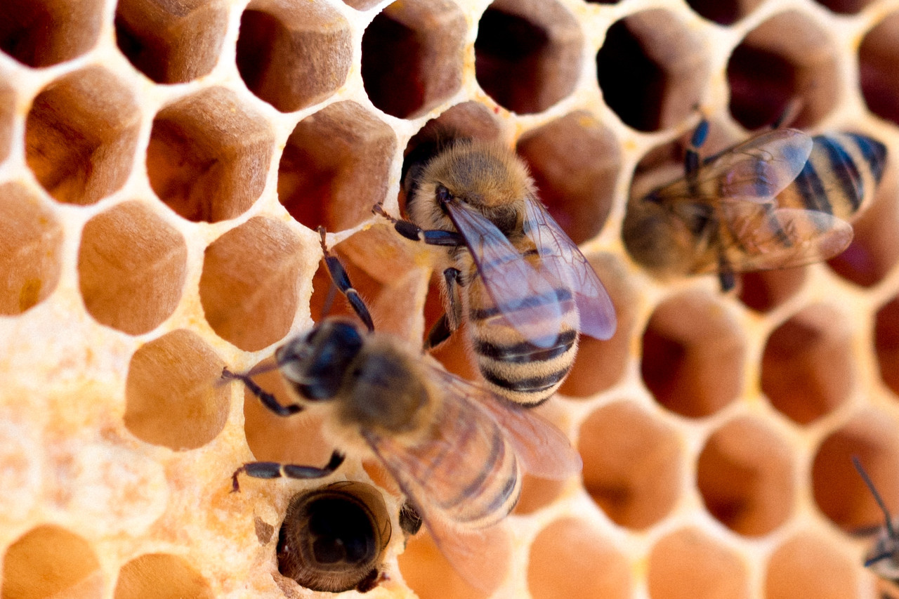 Abejas. Foto: Unsplash.