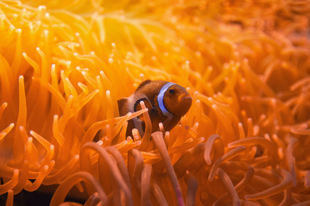 Peces. Foto: Unsplash