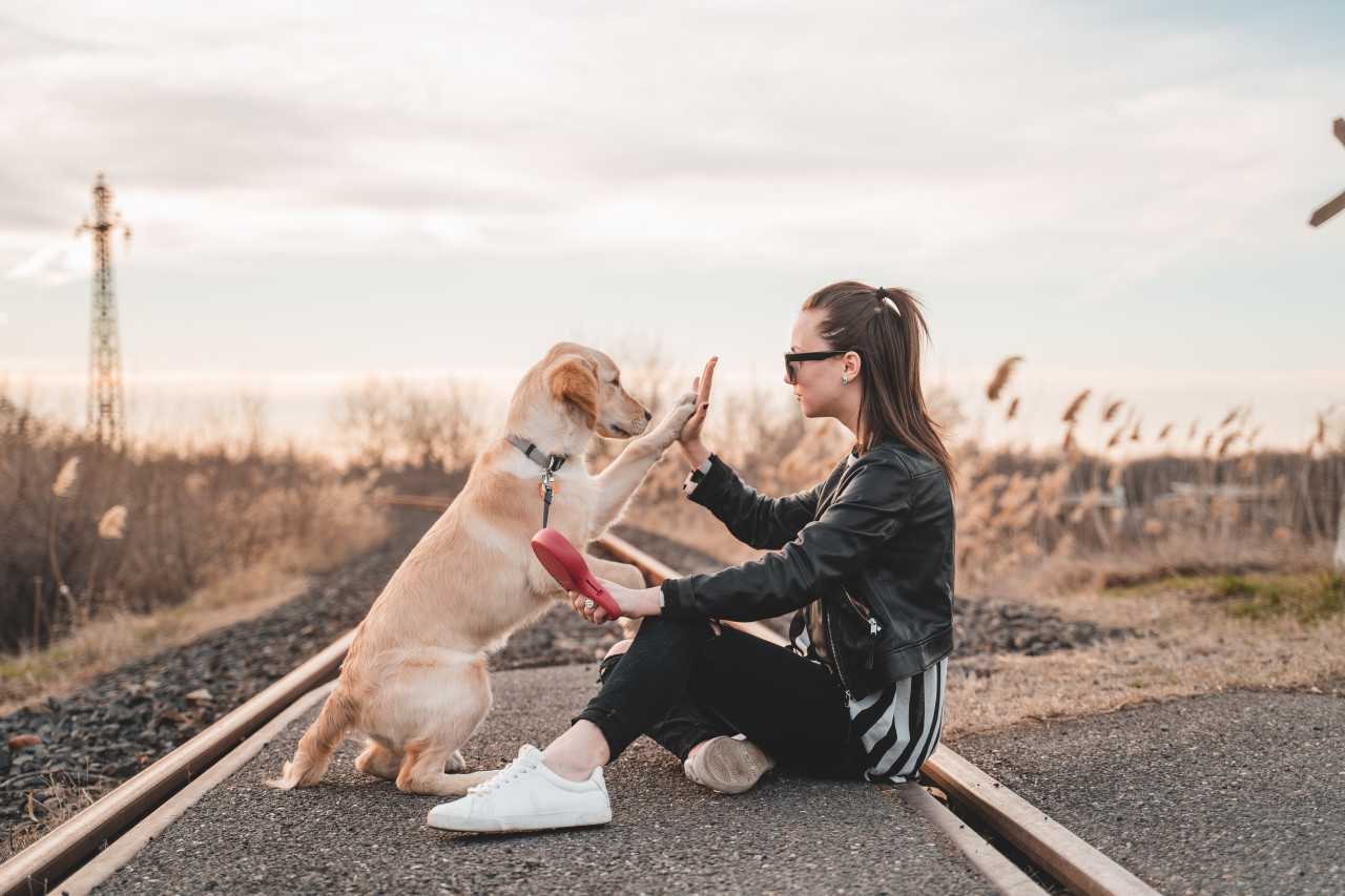 Crean una droga para alargar la vida de los perros. Foto: Unsplash