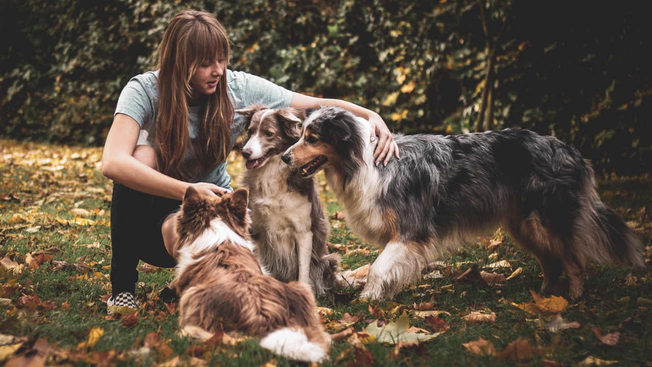 Crean una droga para alargar la vida de los perros. Foto: Unsplash