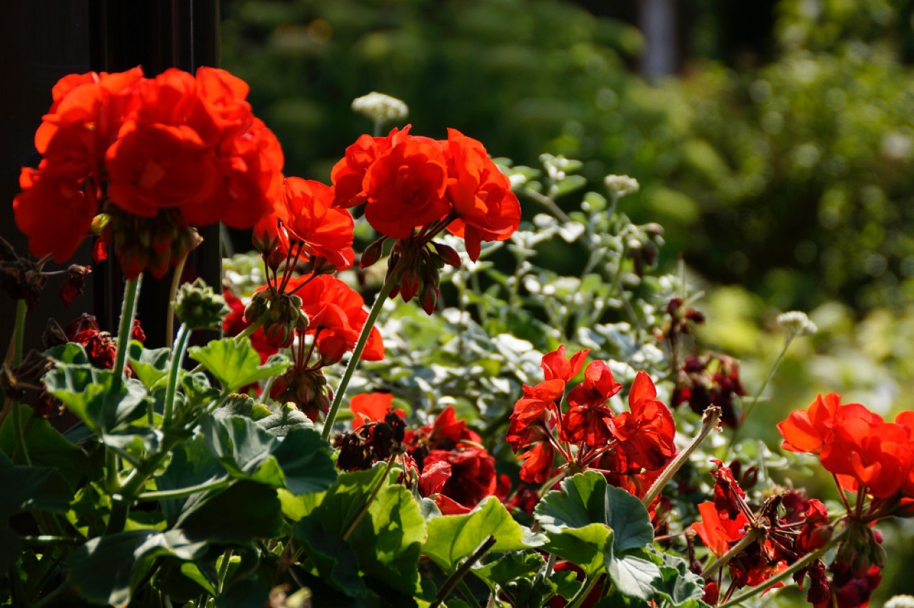 Geranio rojo. Foto: Unsplash.