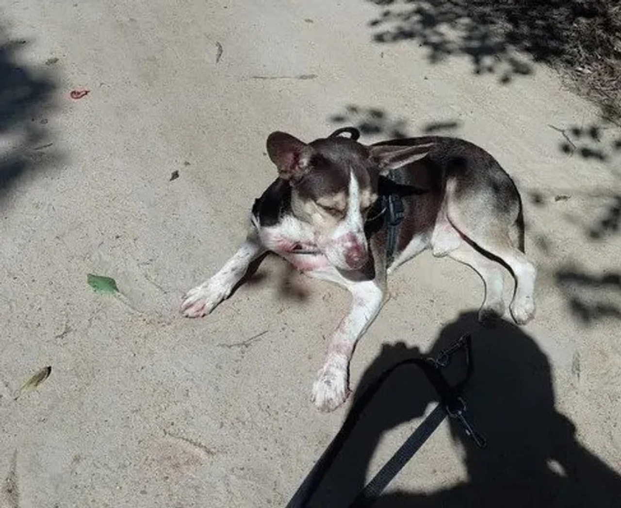 Perro de la joven argentina asesinada en Buzios con restos de sangre de la joven. Foto: NA.