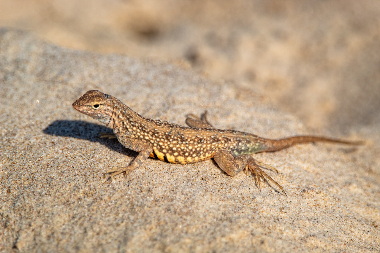 Qué quiere decir que aparezcan lagartijas en tu casa. Foto: Unsplash