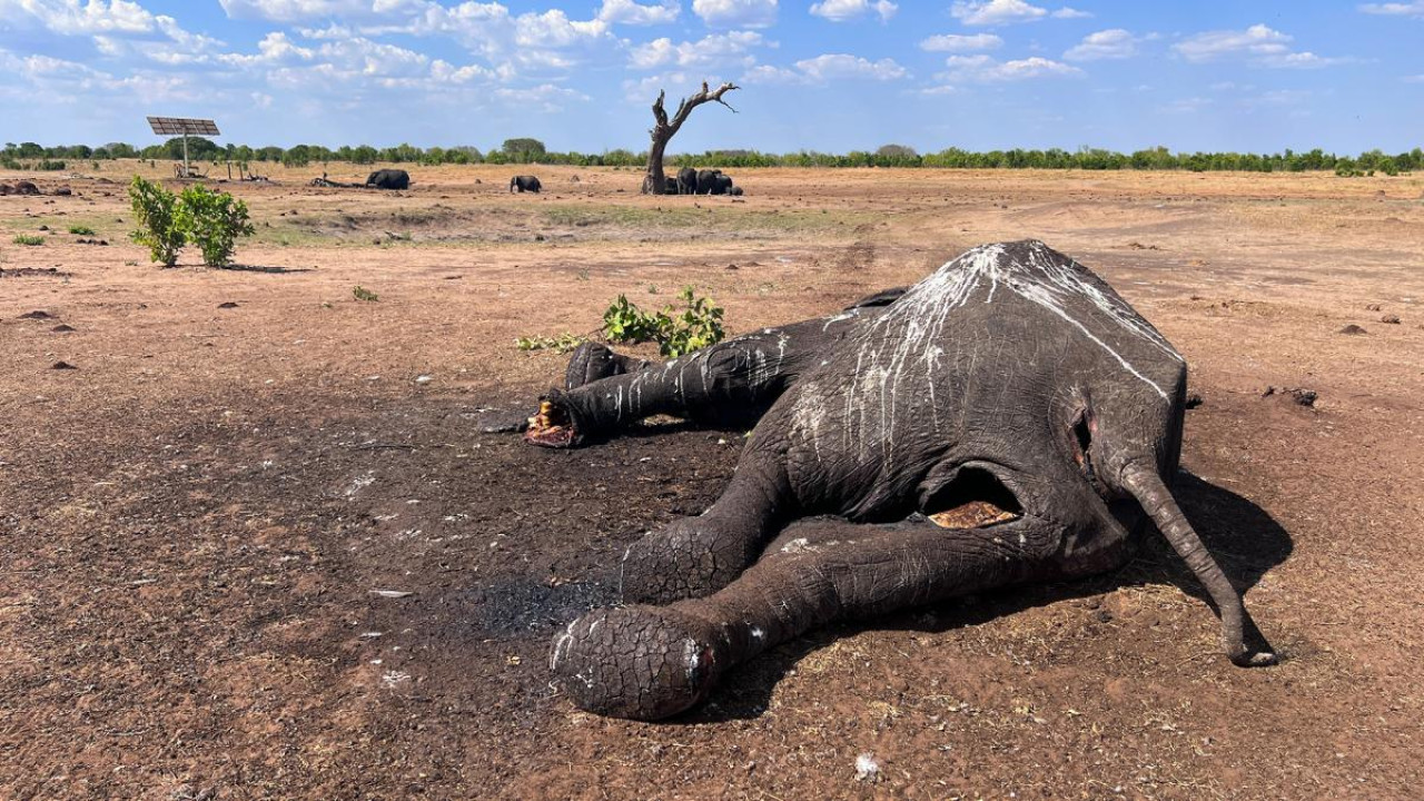 Muerte de elefantes en Zimbabue. Foto: Télam.