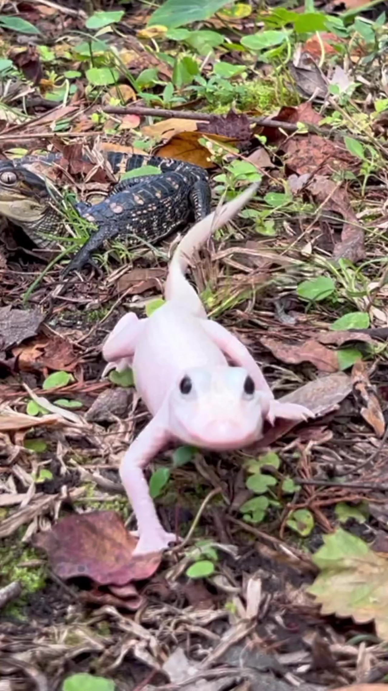 El caimán "más raro del mundo" y su hermano detrás. Foto: Captura de pantalla.