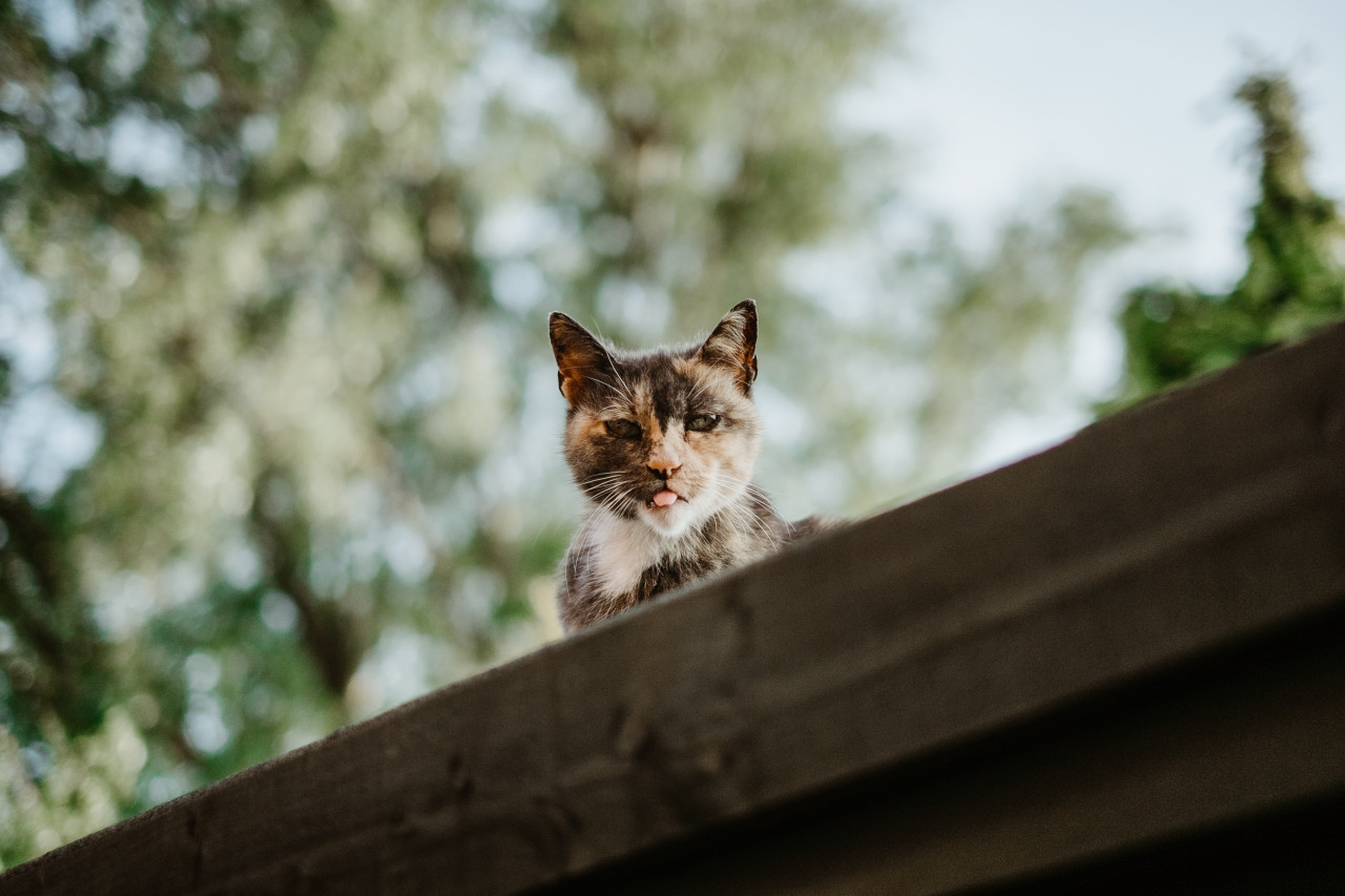 Los gatos domésticos influyen en la extinción de especies. Foto: Unsplash