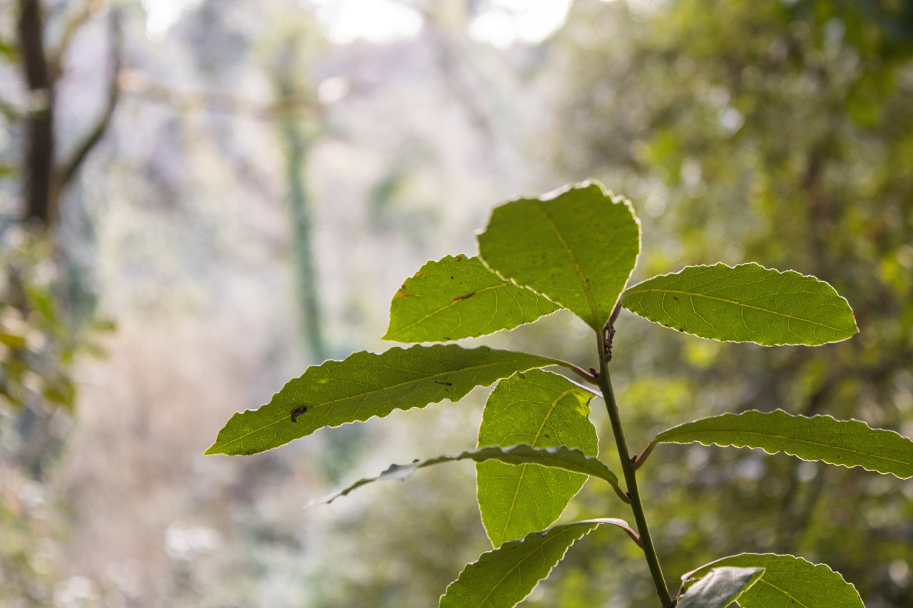 Laurel. Foto: Unsplash