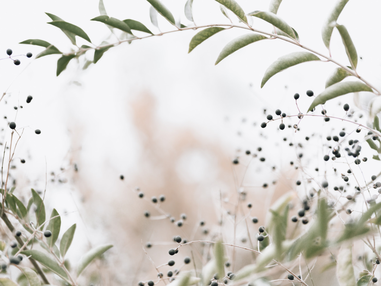 Laurel. Foto: Unsplash