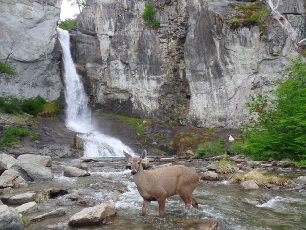 Huemul. Foto Twitter @GleisOHM.