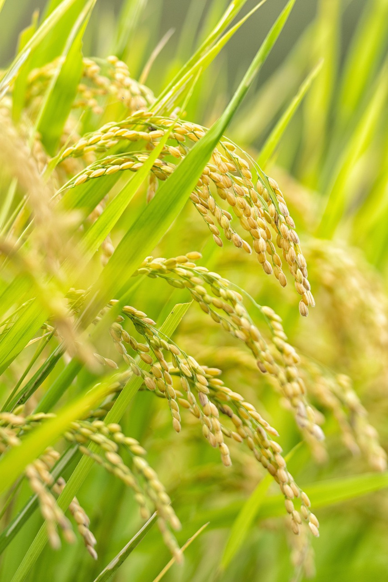 Plantación de arroz.  Foto: Pixabay.
