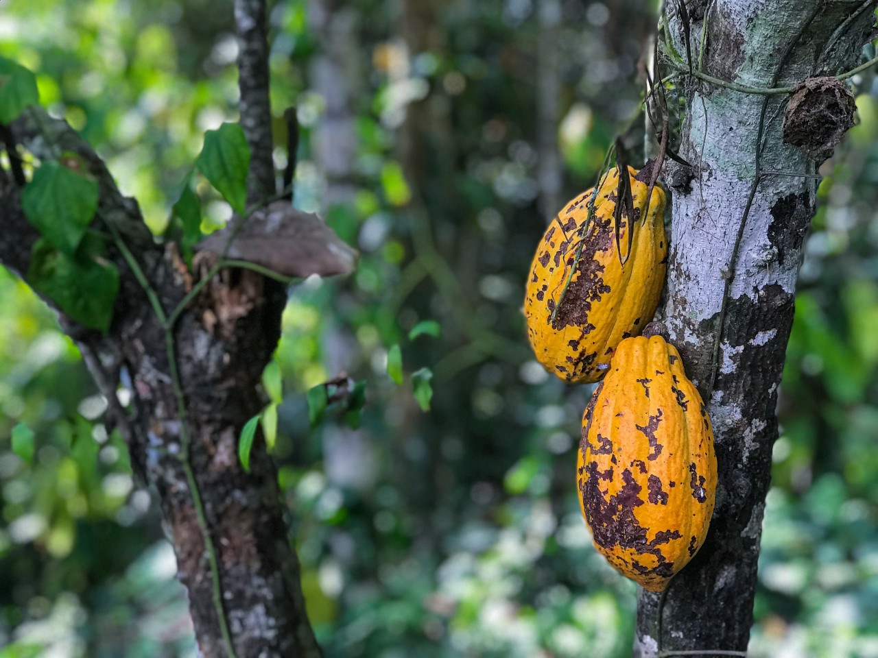 El cacao es un árbol procedente de América que produce un fruto. Foto Unsplash.