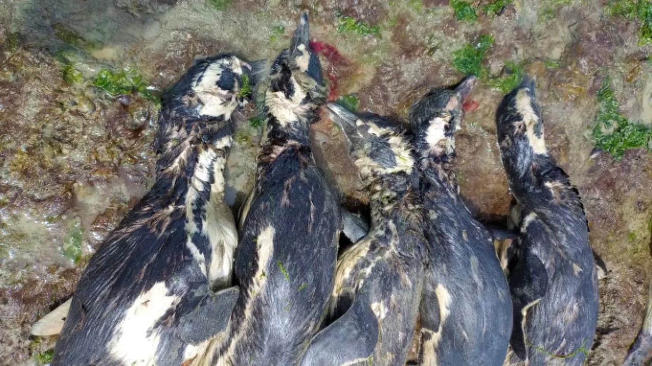 138 pingüinos fueron encontrados muertos en las costas de Santa Cruz. Foto: Parque Marino Makenke.