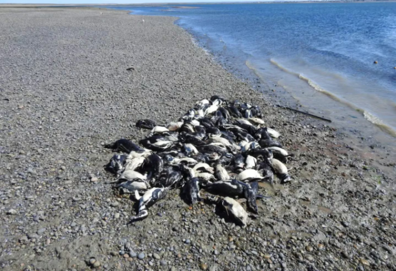 138 pingüinos fueron encontrados muertos en las costas de Santa Cruz. Foto: Parque Marino Makenke