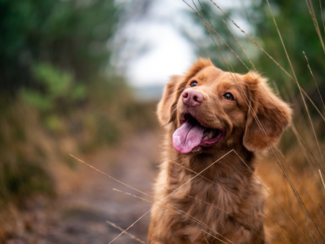 Perros, canes, mascotas. Foto: Unsplash