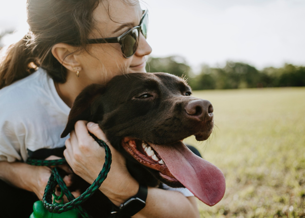 Perros, canes, mascotas. Foto: Unsplash