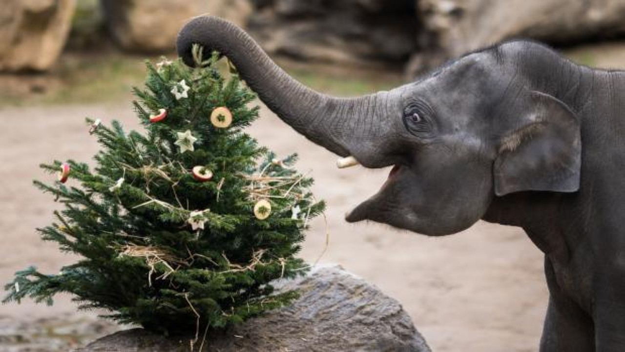 El zoológico de Praga recibirá visitantes durante esos días. Foto: ZooPraha.