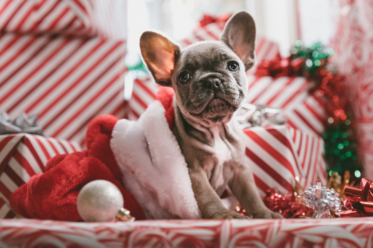 Perros navideños. Foto Unsplash.