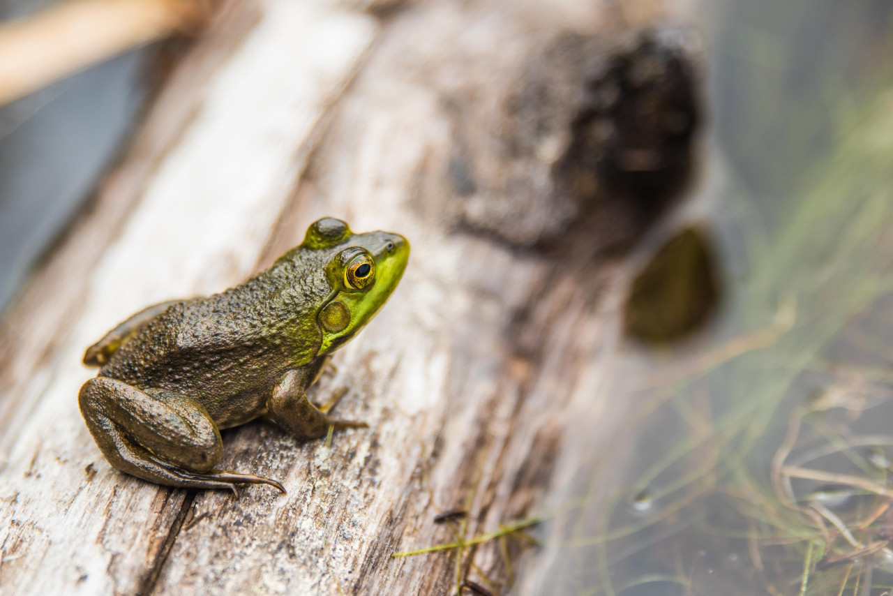 En el mundo hay más de 5.000 especies de anuros. Foto: Unsplash