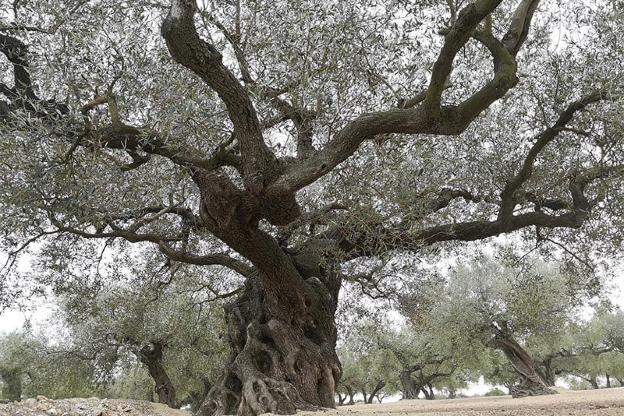 Olivo de fargas. Foto: Rústicas Faiges.