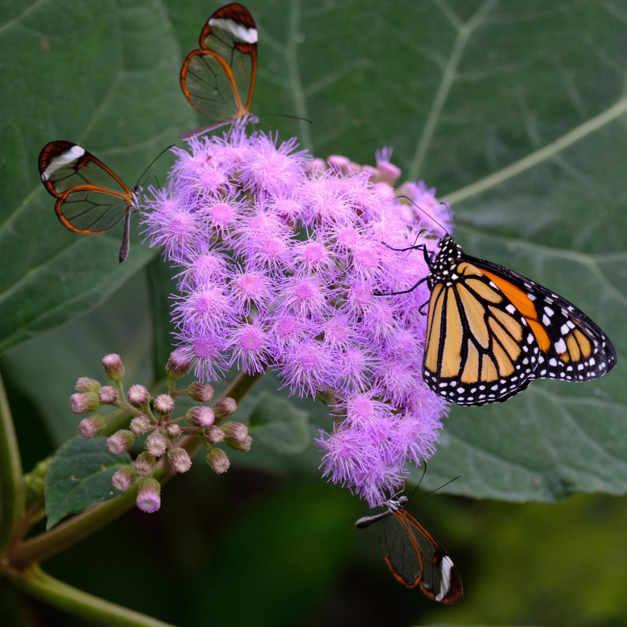 Mariposa monarca. Foto EFE.