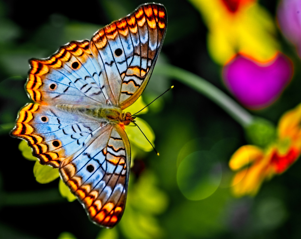 Insectos. Foto Unsplash.