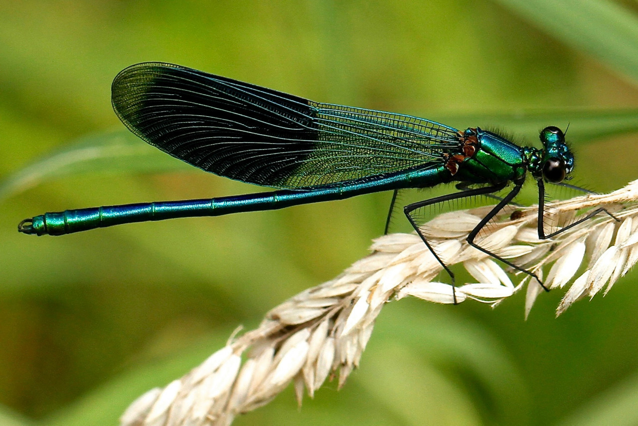 Insectos. Foto Unsplash.