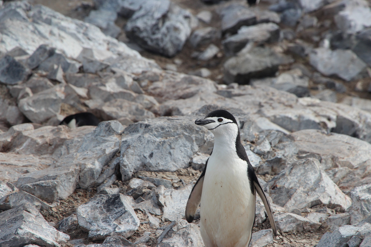 Pingüino. Foto: Unsplash