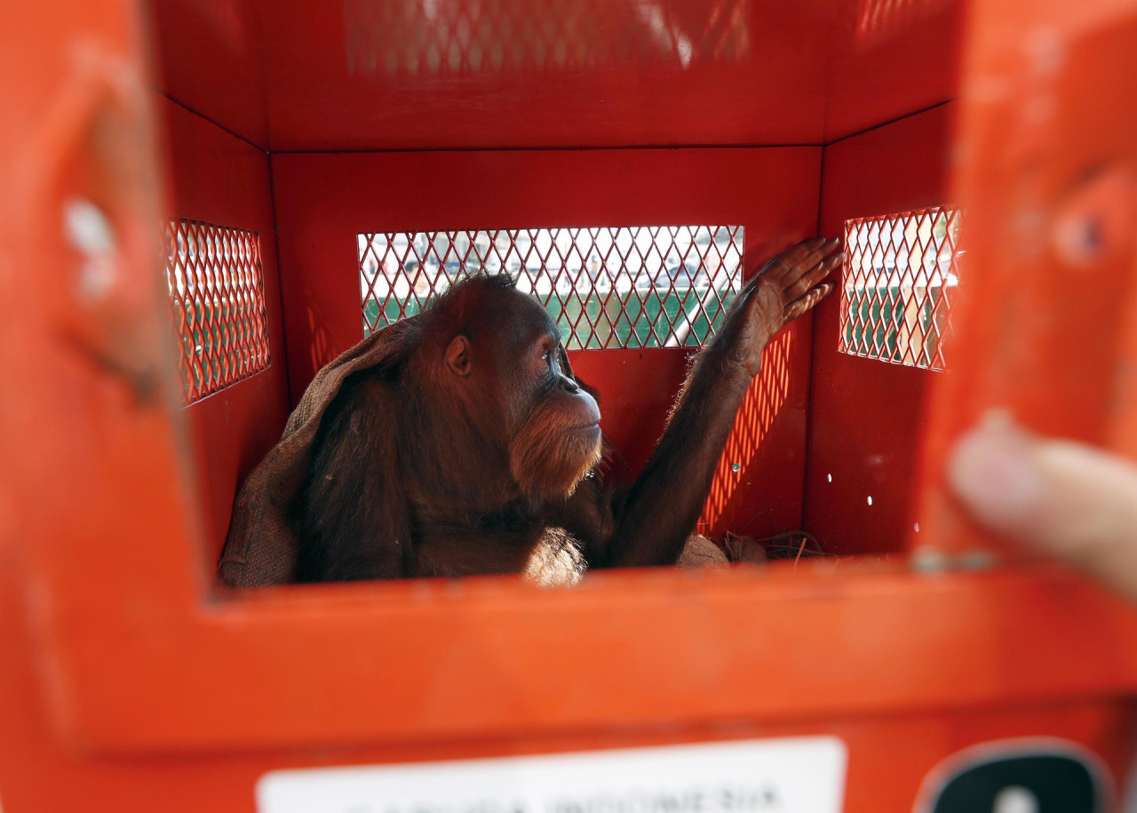 Tailandia devuelve a Indonesia tres orangutanes de contrabando. Foto: EFE.