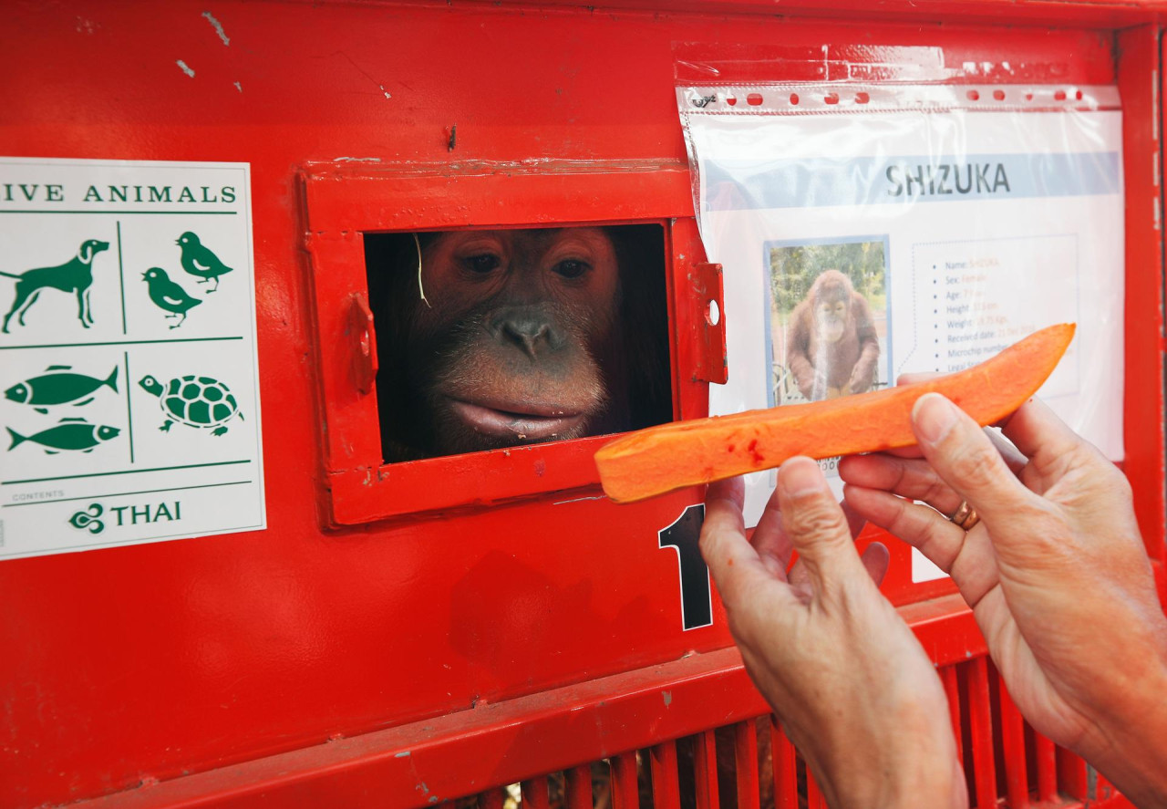 Tailandia devuelve a Indonesia tres orangutanes de contrabando. Foto: EFE.