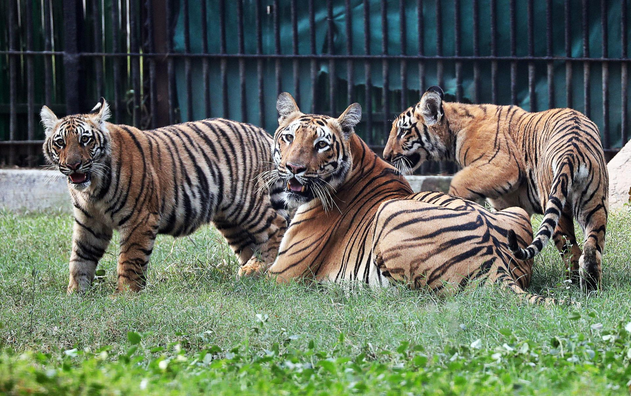 Los primeros 2 tigres de Bengala nacidos en cautiverio. Foto: EFE.