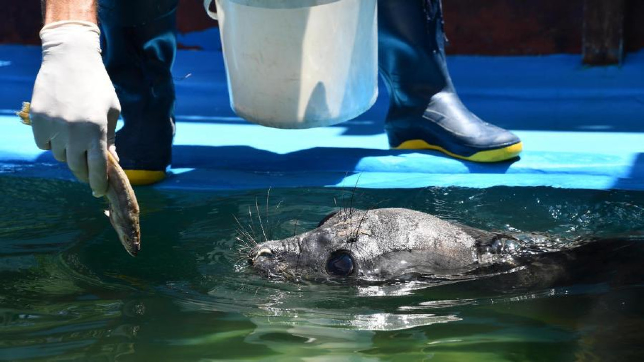 El animal fue llevado al Centro de Rescate de Mundo Marino antes de su liberación. Foto: Prensa Mundo Marino.