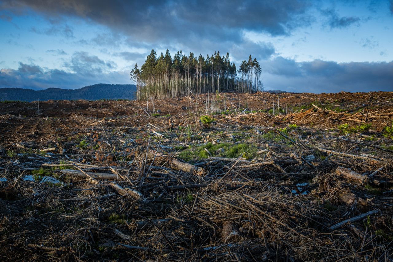 Crisis climática, deforestación. Foto: Unsplash