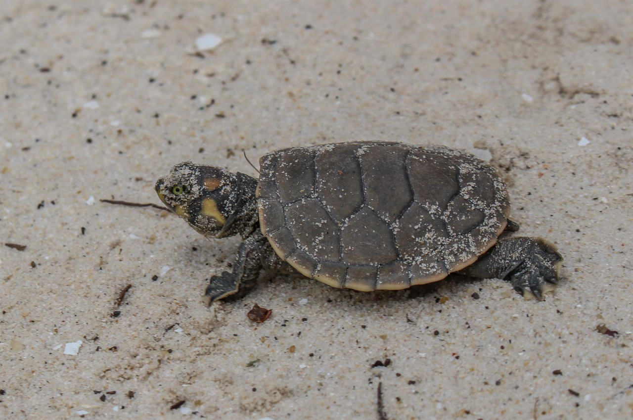 Tortugas del Amazonia. Foto: EFE