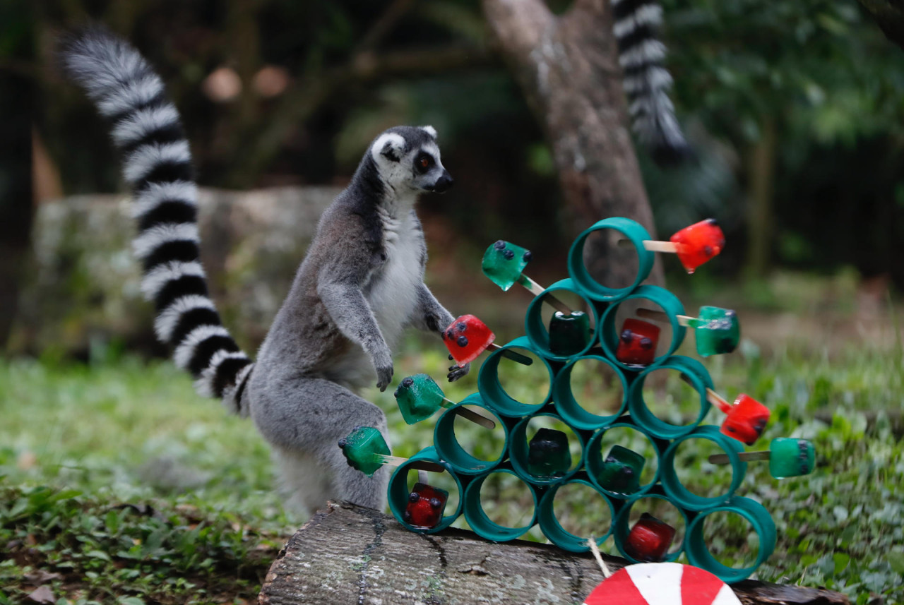 Animales del zoológico de Cali recibieron un delicioso banquete navideño. Foto: EFE