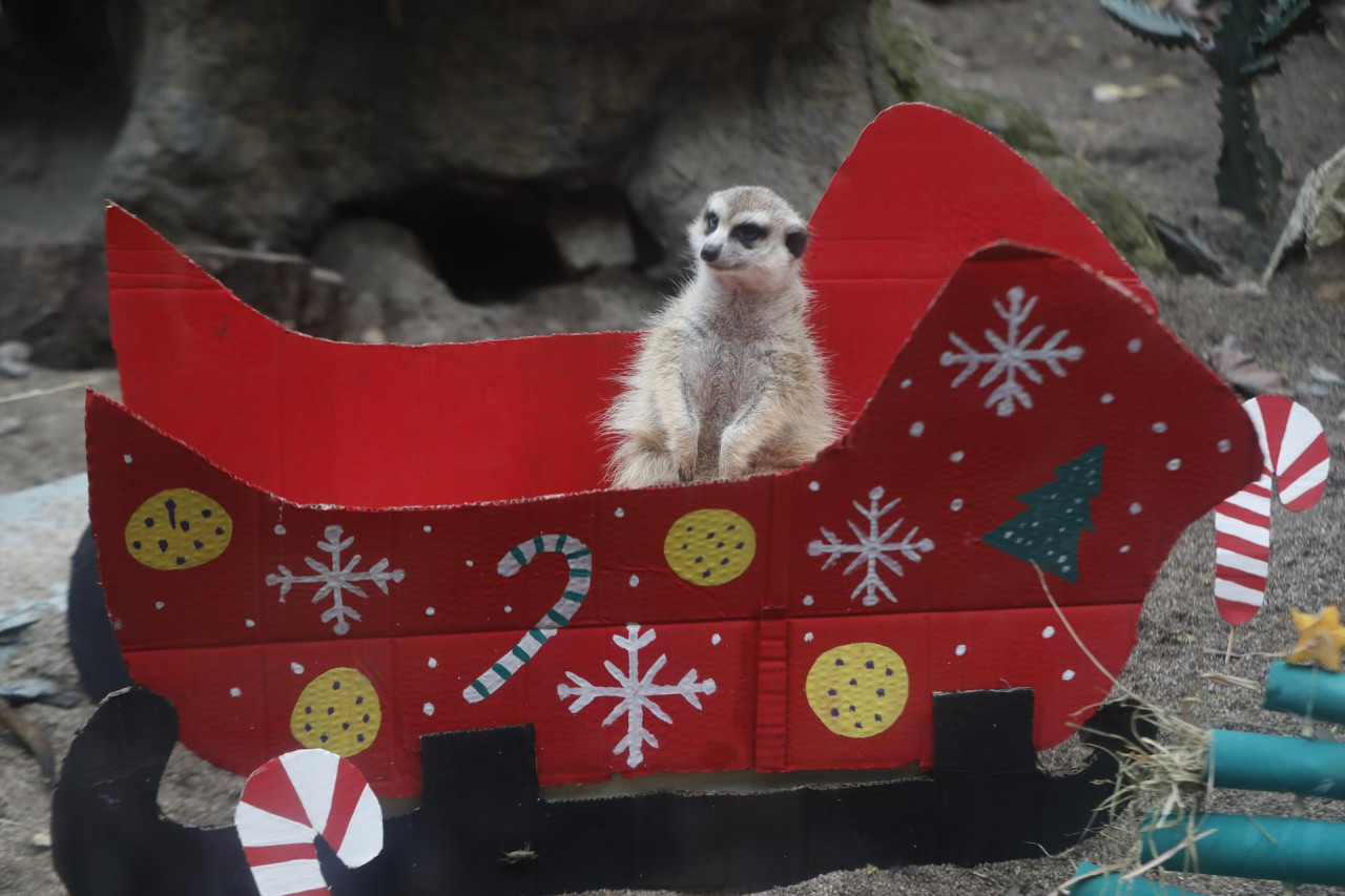 Animales del zoológico de Cali recibieron un delicioso banquete navideño. Foto: EFE