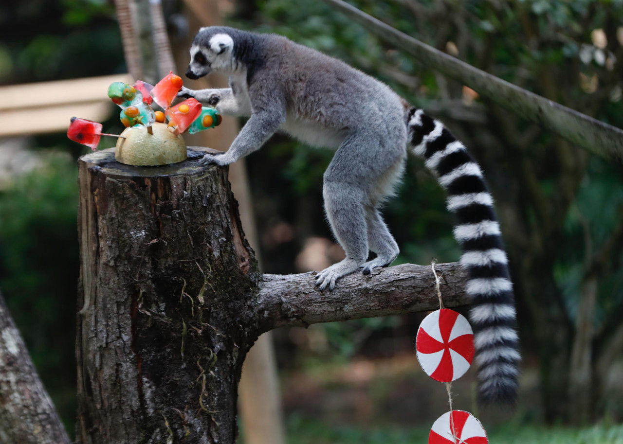 Animales del zoológico de Cali recibieron un delicioso banquete navideño. Foto: EFE