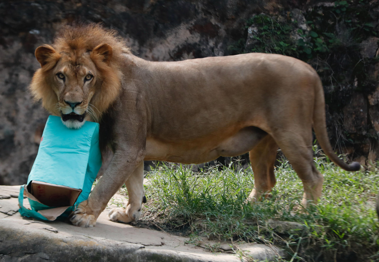 Animales del zoológico de Cali recibieron un delicioso banquete navideño. Foto: EFE