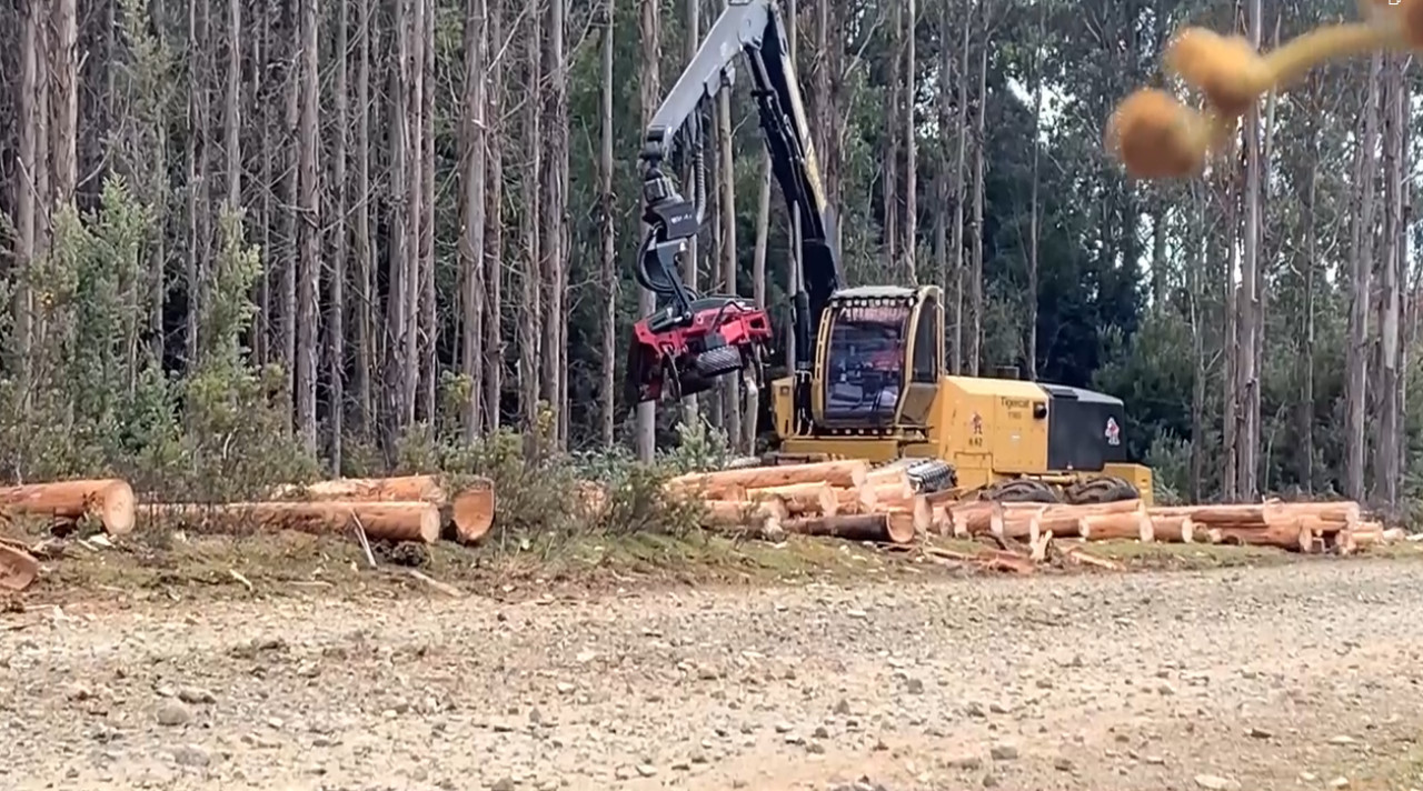 Tasmania, tala forestal sostenible. Foto: captura video EFE
