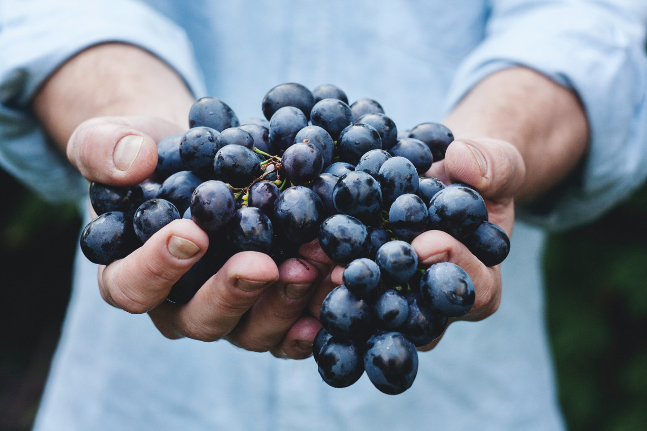 Vino, bebida alcohólica, uvas. Foto: Unsplash