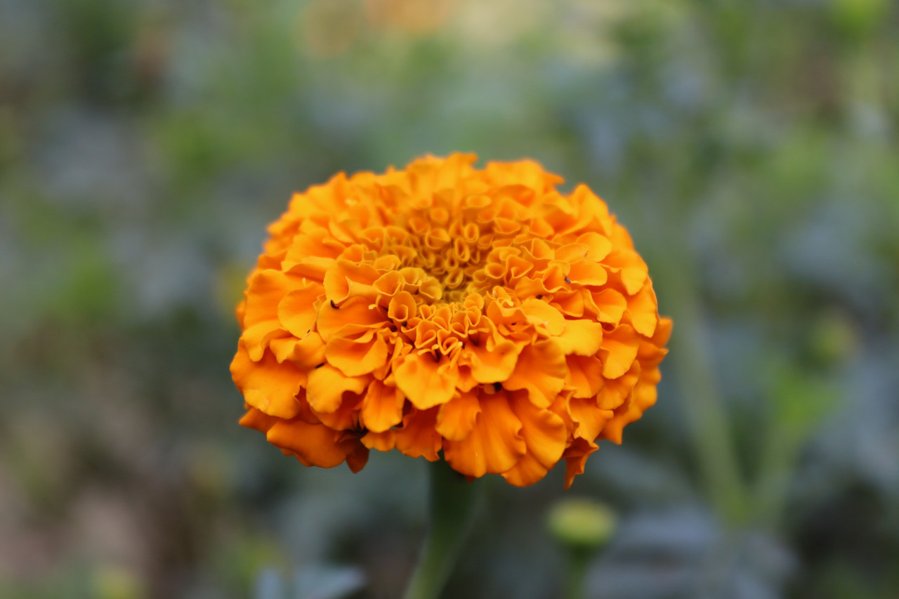 Tagetes. Foto: Unsplash.