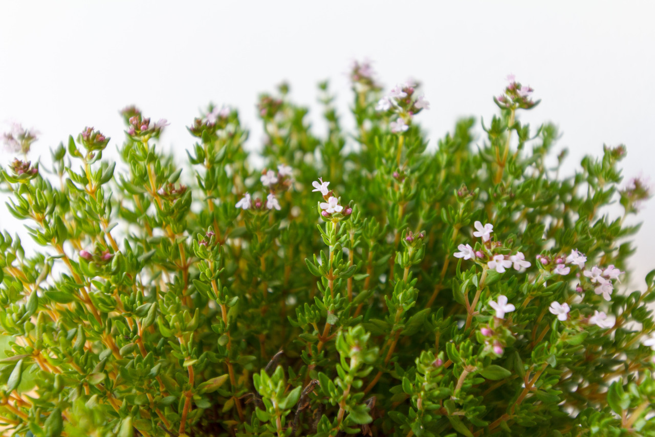 Plantas aromáticas. Foto: Unsplash.