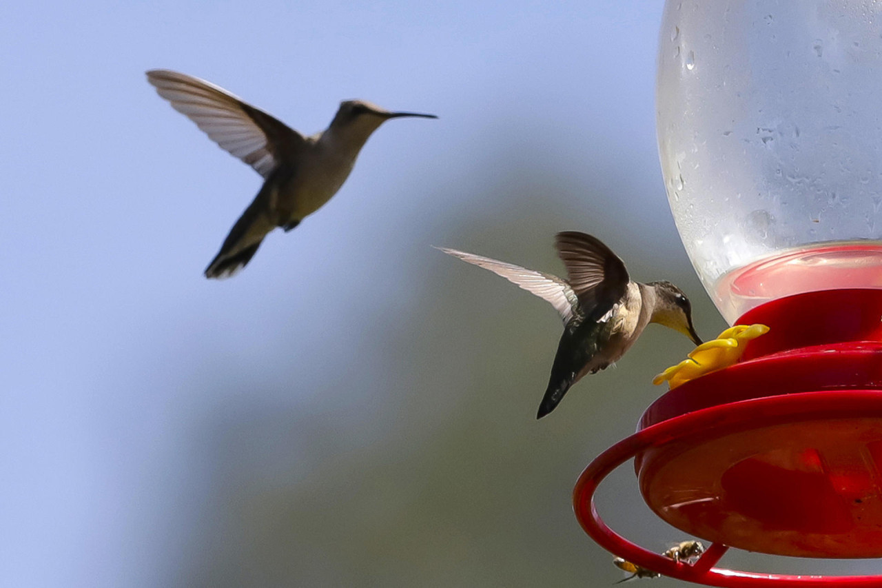 Santuario del colibrí. Foto EFE.