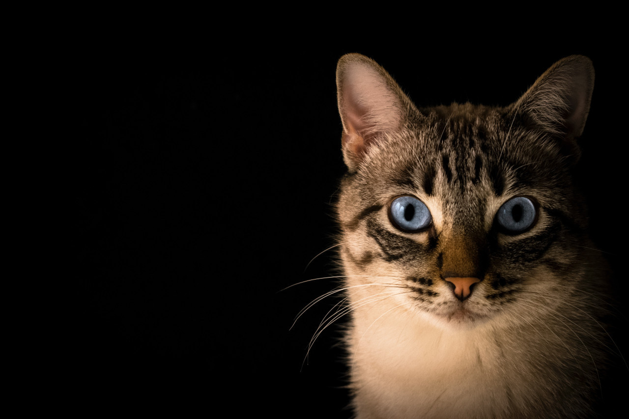 Gatos. Foto Unsplash.