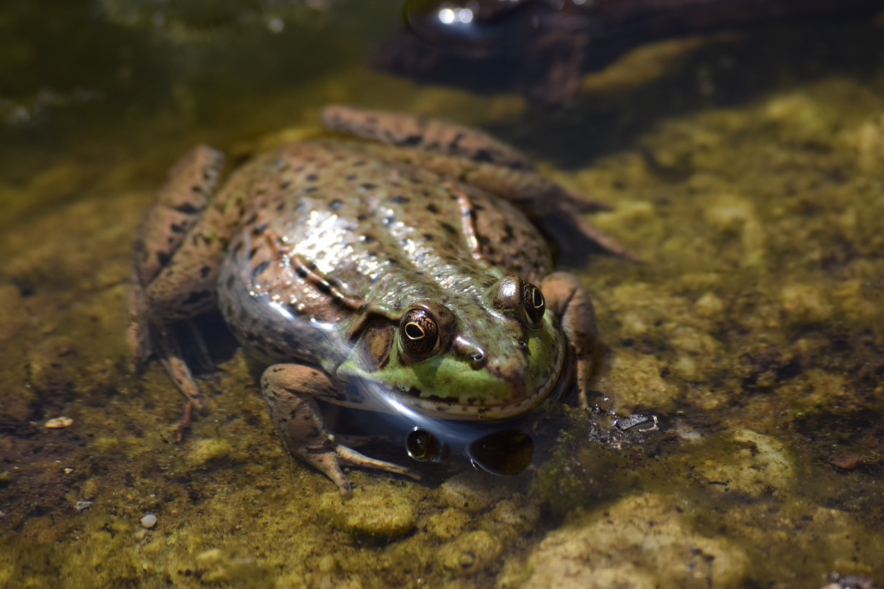 Sapos, ranas, anfibios. Foto: Unsplash