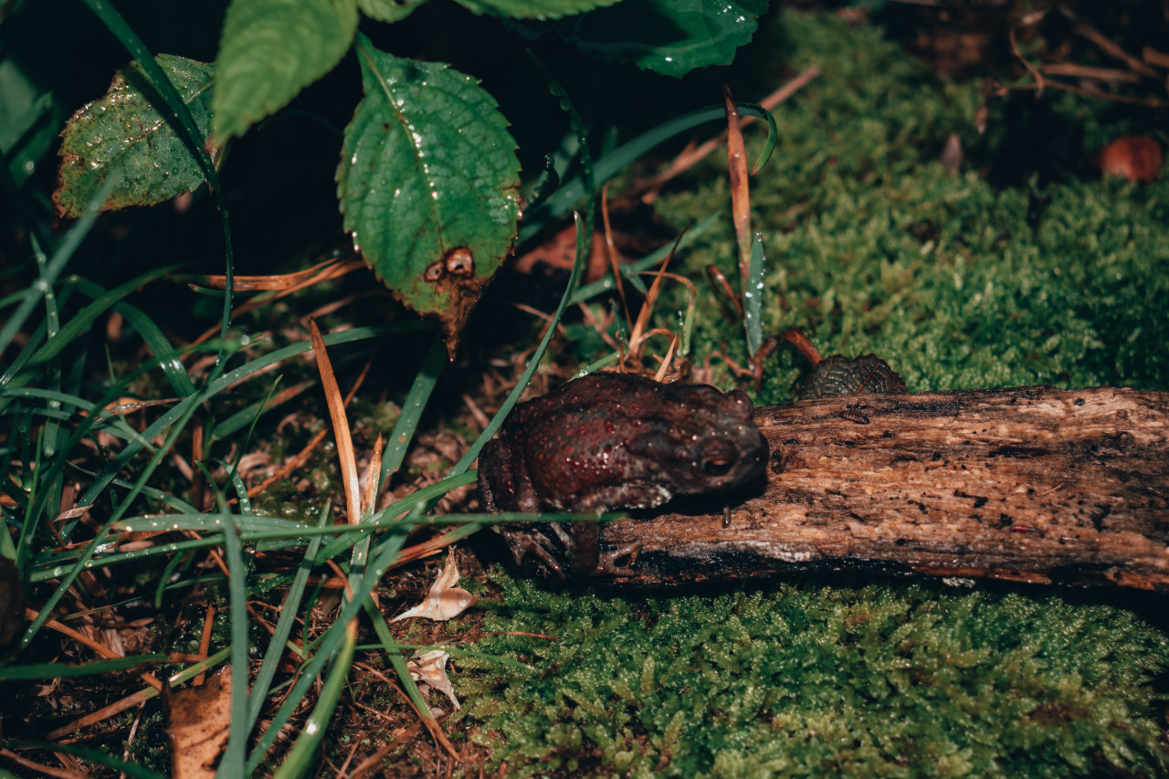 Sapos, ranas, anfibios. Foto: Unsplash