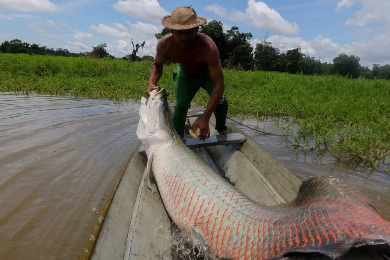 Pez Paiche. Foto/Twitter:@luis_fh33