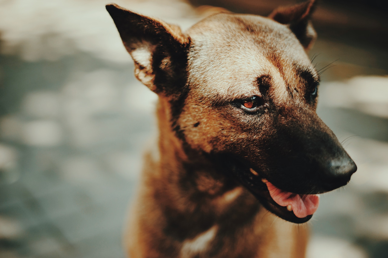 Perros. Foto: Unsplash